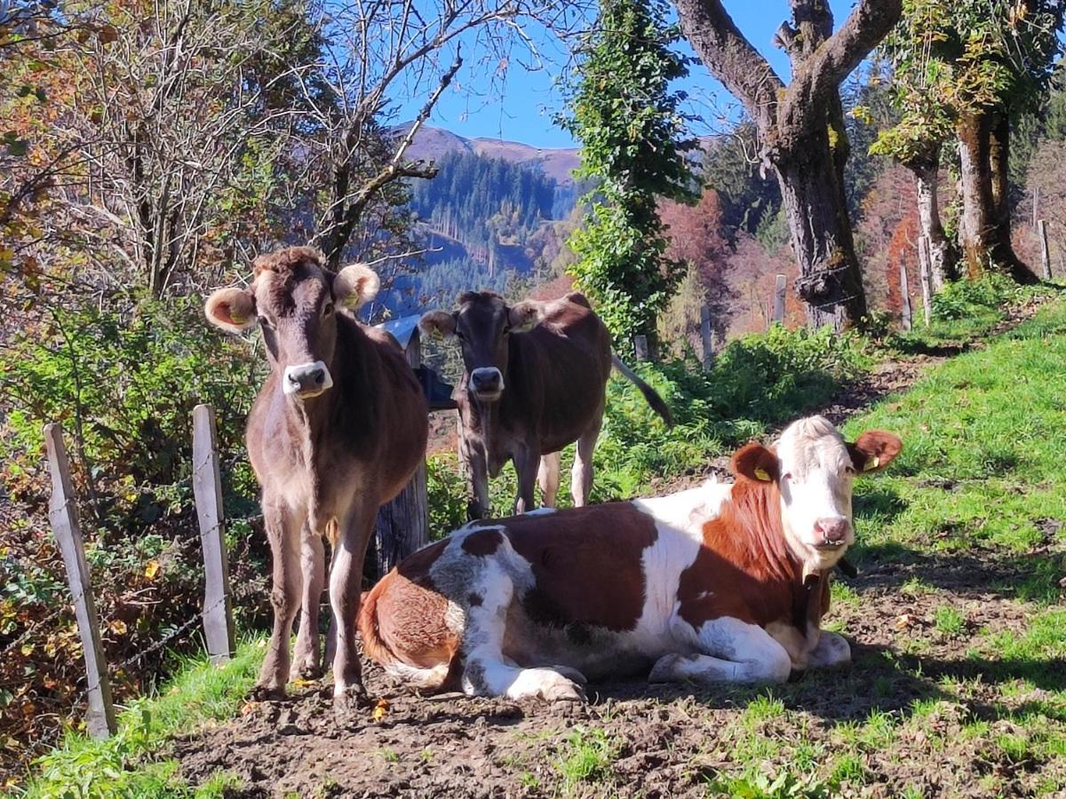 Reicherhof Appartement Sankt Veit im Pongau